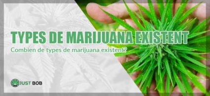 Les types de marijuana existents