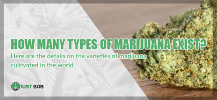 Discover all different types od Marijuana