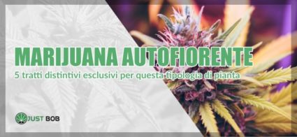 La marijuana autofiorente