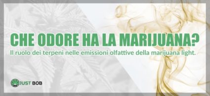 Che odore ha la marijuana?