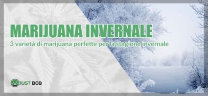 Marijuana CBD invernale