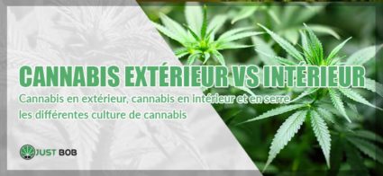 Cannabis en extérieur, intérieur et en serre