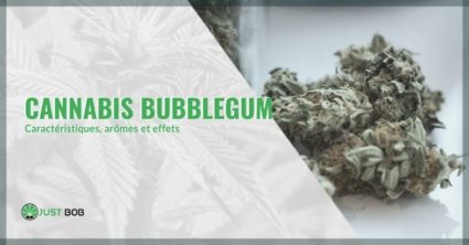 Cannabis Bubblegum: caractéristiques, arômes et effets.