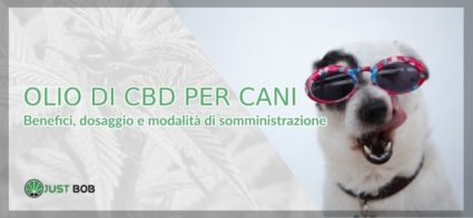 L'olio cbd per i cani