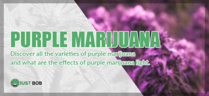 Purple marijuana: here are all the varieties