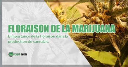 Floraison de la marijuana