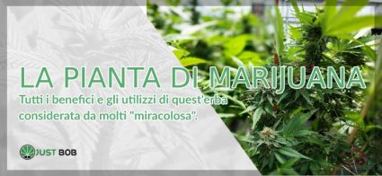 La pianta di Marijuana