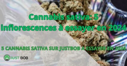 Cannabis sativa: 5 inflorescences à essayer en 2024