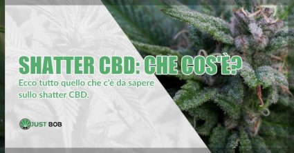 Shatter CBD: cos’è e perché tutti ne parlano