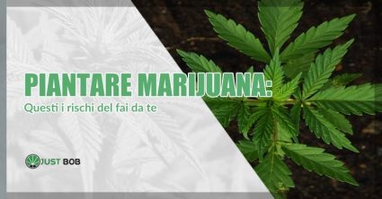 Rischi di piantare marijuana