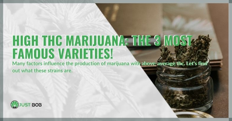 High THC marijuana: the 3 most famous varieties! | Justbob