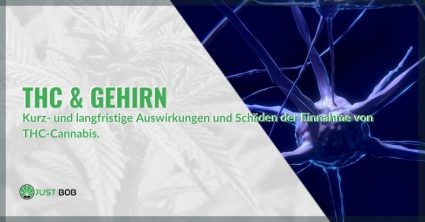 THC & Gehirn: kurz- und langfristige Auswirkungen und Schäden