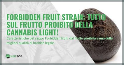 Forbidden fruit strain: tutto sul frutto proibito della cannabis light!