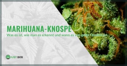 Marihuana-Knospe: Was es ist