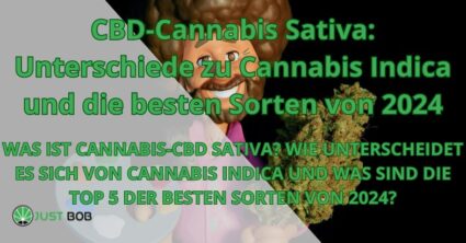 CBD-Cannabis Sativa: Unterschiede zu Cannabis Indica und die besten Sorten von 2024