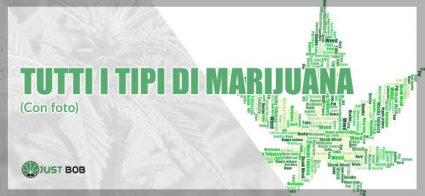 Tutti i tipi di marijuana (con foto)