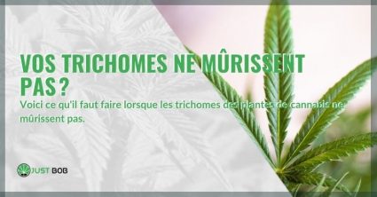 Vos trichomes ne mûrissent pas?