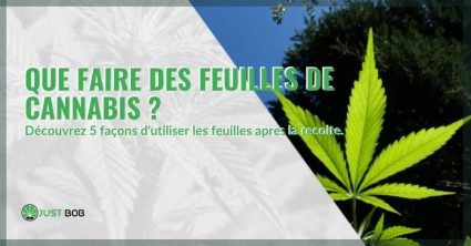 Que faire des feuilles de cannabis? 5 utilisations