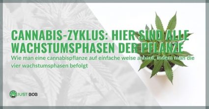 Cannabis-Zyklus: Hier sind alle Wachstumsphasen der Pflanze