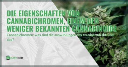 Die Eigenschaften von Cannabichromen, einem der weniger bekannten Cannabinoide