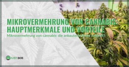 Mikrovermehrung von Cannabis: Hauptmerkmale und Vorteile