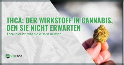 THCA: der Wirkstoff in Cannabis, den Sie nicht erwarten