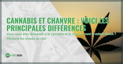 Cannabis et chanvre : voici les principales différences