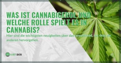 Cannabis- und THC-Derivate