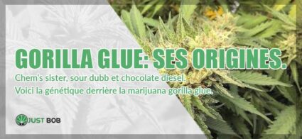 Gorilla Glue: Ses Origines