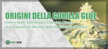 Gorilla Glue: Le origini