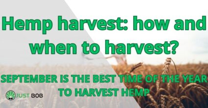 Hemp harvest: how and when to harvest?
