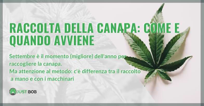 la-raccolta-della-canapa