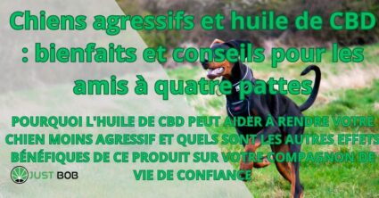 Chiens agressifs et huile de CBD