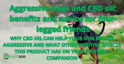 Aggressive dogs and CBD oil