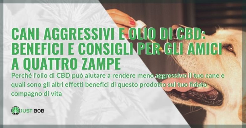 Cani aggressivi e olio di CBD: benefici