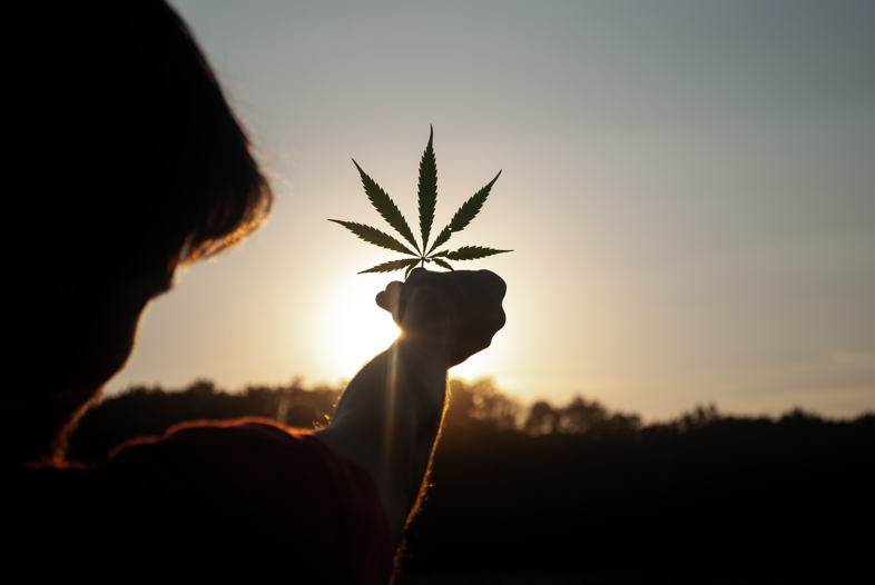 Cannabis legalization: advantages