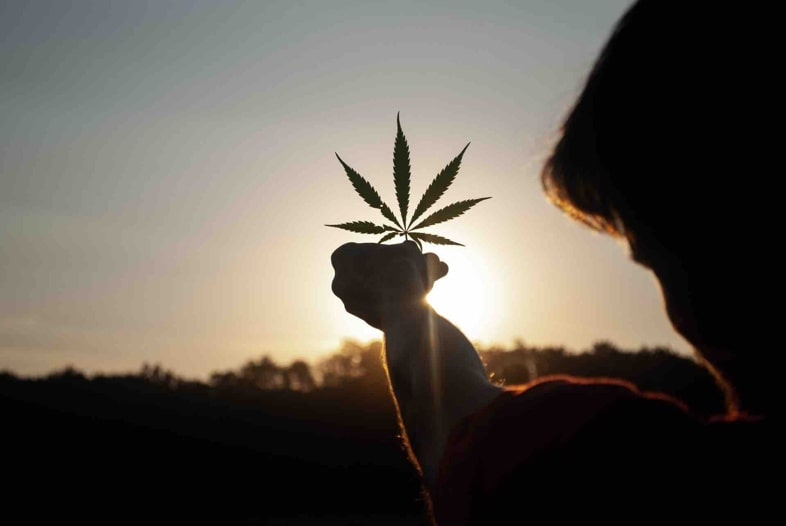 Differenze tra cannabis light e cannabis illegale