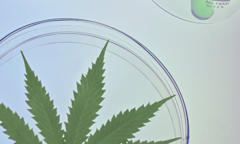 Cannabis CBD : bienfaits et effets secondaires