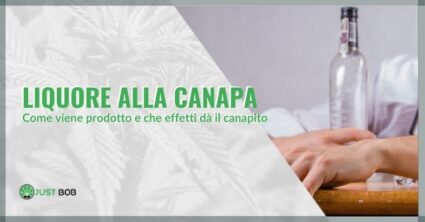 Liquore alla canapa: produzione ed effetti del canapito