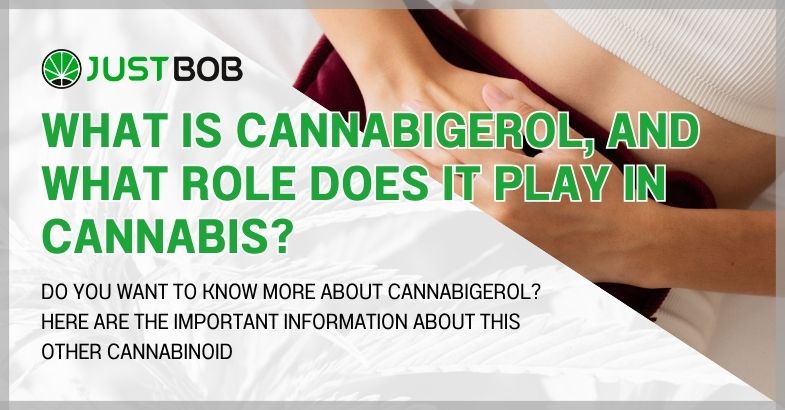 What is cannabigerol, and what role does it play in cannabis?