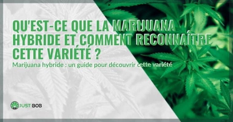 Tout sur le cannabis hybride