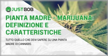 Pianta madre – Marijuana: definizione e caratteristiche