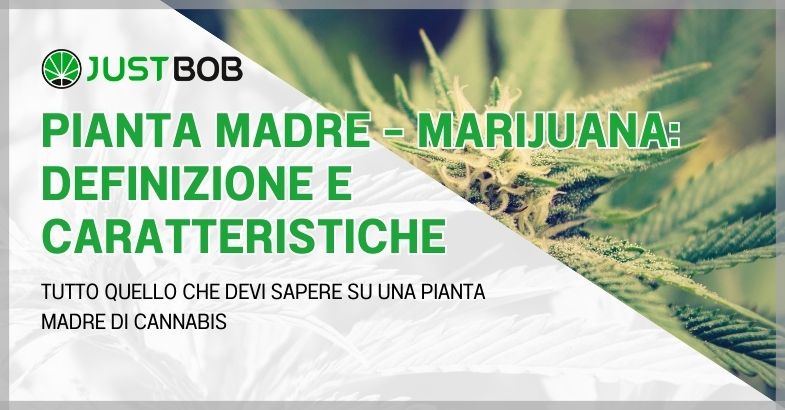 Pianta madre – Marijuana: definizione e caratteristiche