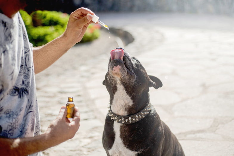 Come dosare l'olio di CBD per il tuo cane