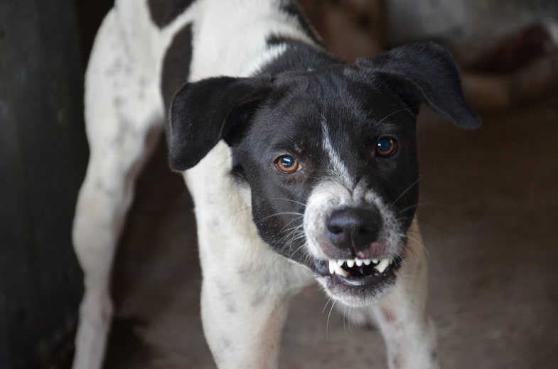 Chien agressif ?