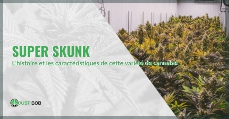 Nous vous présentons la Skunk