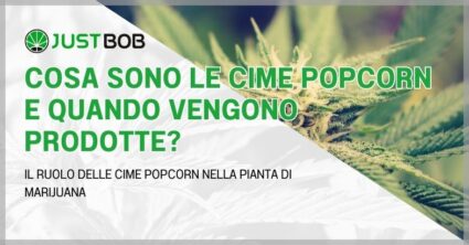 Cosa sono le cime Popcorn e quando vengono prodotte?