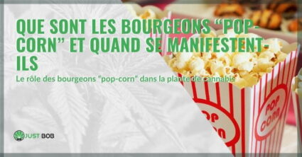 Pop corn weed : ils sont quoi ?