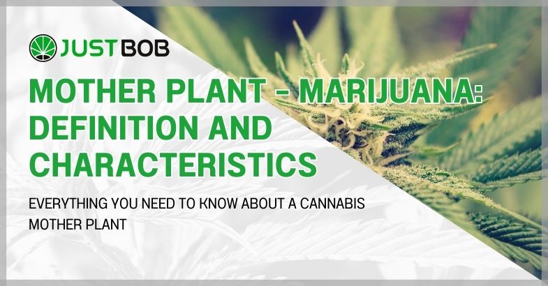 Mother plant – Marijuana: definition and characteristics