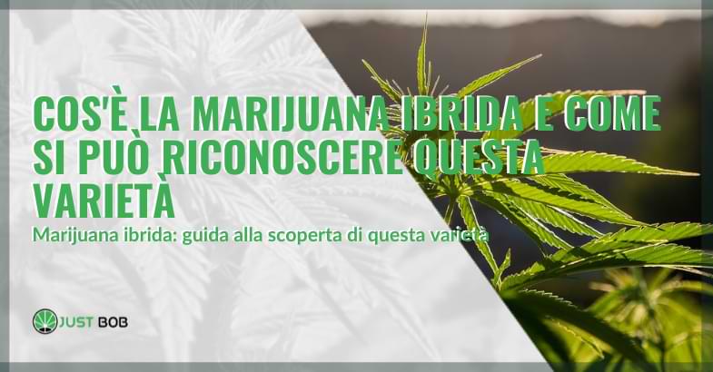 Cos’è la marijuana ibrida e come si può riconoscere